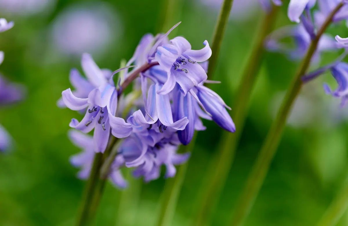 Native vs. Spanish Bluebells: How to Identify and Manage Both