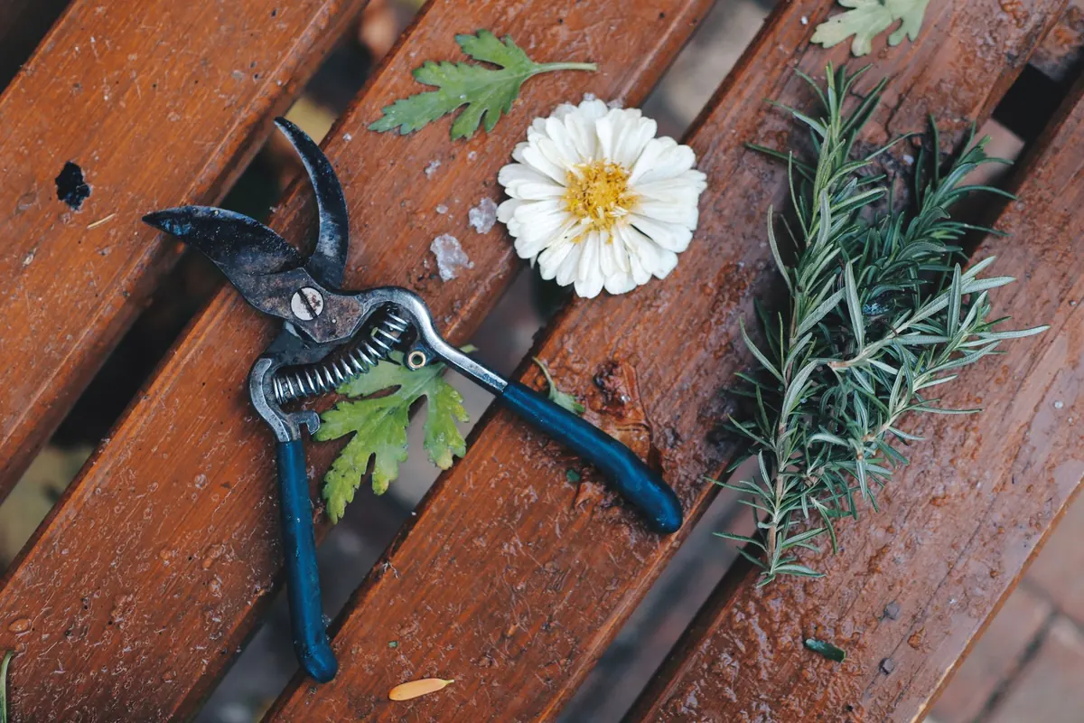 Spring Wildflower Garden Checklist: 15 Jobs for March to May